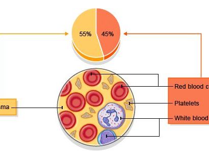 Formation of Tissue Fluid & Lymph | Ultrafiltration & Capillary Exchange | A Level Biology Lesson
