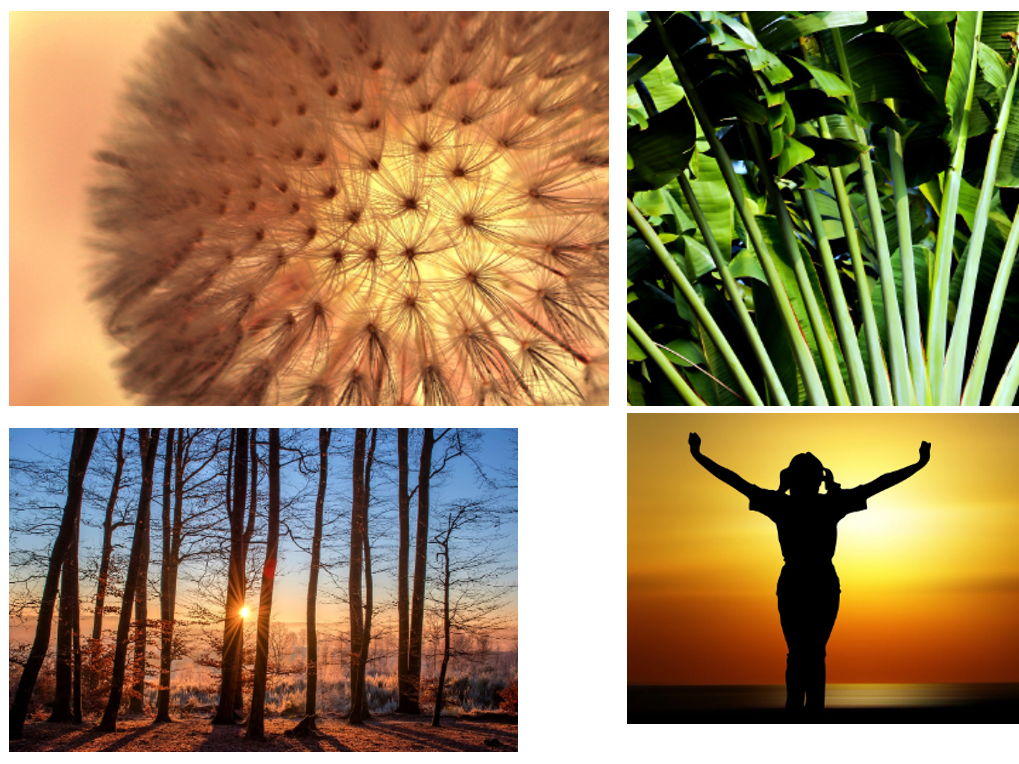 Living Things Display Bundle