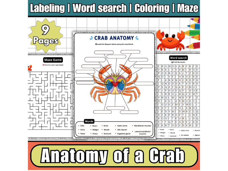 Crab Internal Anatomy Labeled Diagram Worksheets,Wordsearch,Maze,Coloring Page