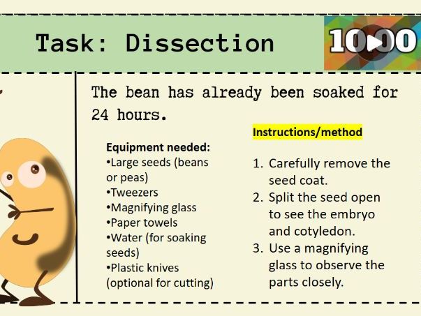 KS2 Science Dissecting a Seed