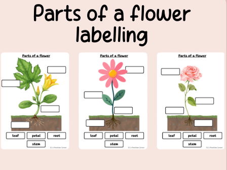 Parts of a flower labelling- Science- Plants- Continuous provision