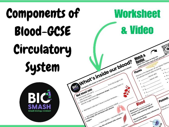 Components of Blood- GCSE Circulatory System