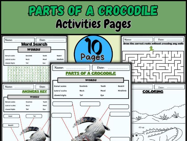 "Parts of a Crocodile | Animal Anatomy Diagram, Coloring & Activities"