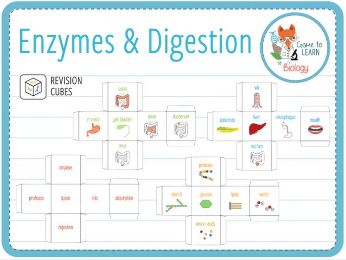 Enzymes and digestion Plenary cubes (KS3/4) Teaching Resources