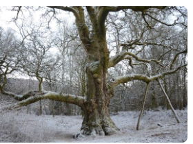 Macbeth - Act 5, Scene 4 - Country near Birnam wood