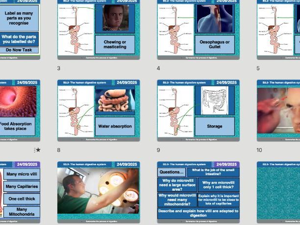 AQA GCSE Biology B3.2 – The Human Digestive System | Full Lesson, Worksheets & Answers (Editable)
