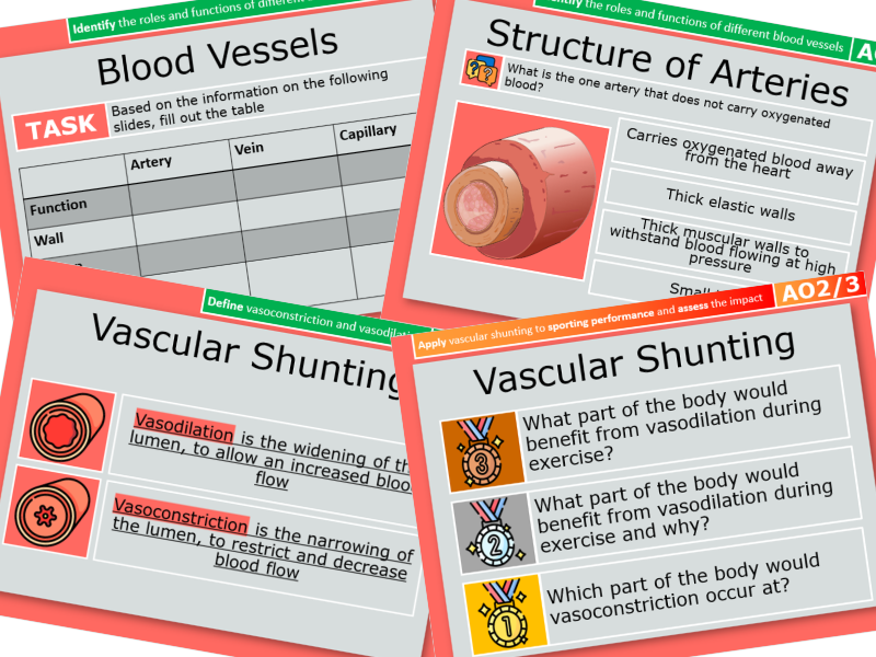 10. Blood Vessels and Vascular Shunting