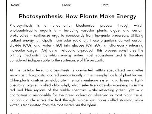 Photosynthesis Reading Comprehension Passage With Questions & Answer Key