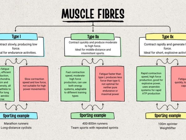 GCSE and A-Level PE Muscle Fibres