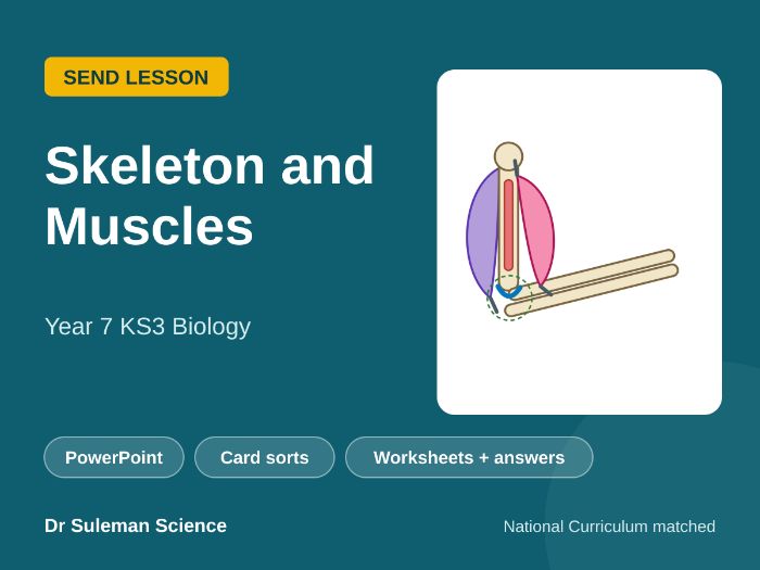 Skeleton and Muscles SEND Lesson KS3 Year 7
