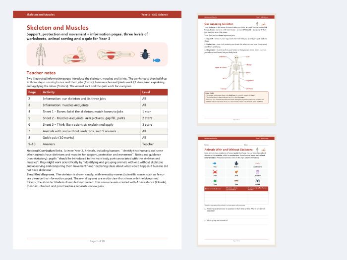 Skeleton and Muscles Year 3 Science Worksheets