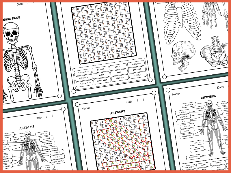 Human Skeletal System | Bone Anatomy | Labeling & Coloring | Biology ...