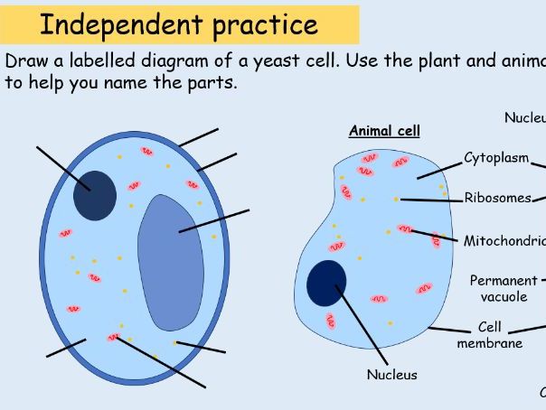 KS3 Fermentation practical (yeast, anaerobic respirtation)