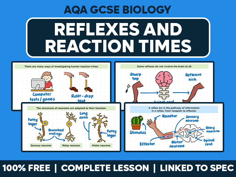 GCSE AQA Biology Complete Lesson - Reflexes and Reaction Times