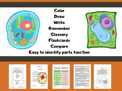Animals  and plants cell learn all about them in easy interactive worksheets and printables