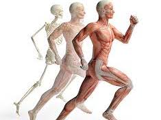 Musculoskeletal System