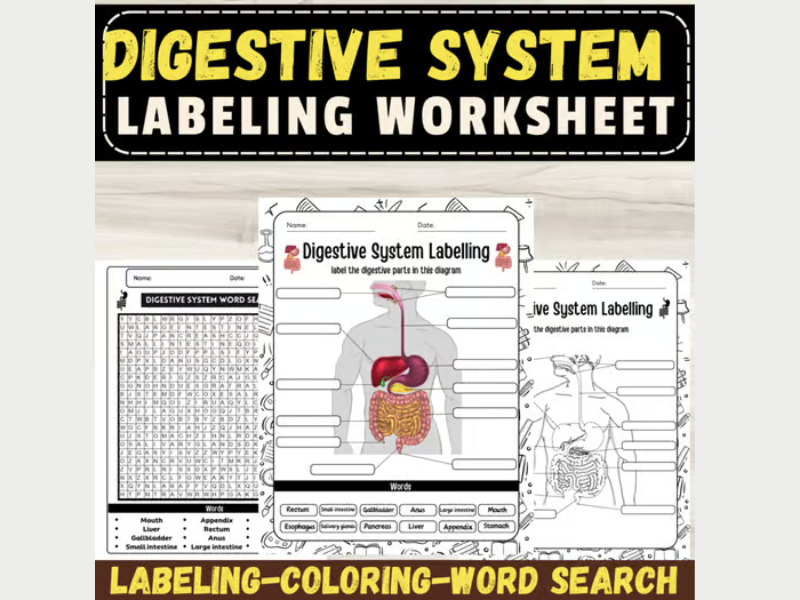 Label the Human Digestive System Anatomy: September Activities & Worksheets