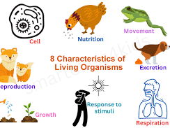 iGCSE Biology - Characteristics of living organisms