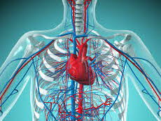 AAQ OCR F091 Health and Social Care Topic Area 1 - Circulatory