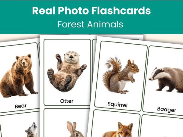 Forest Animals Flashcards | 32 Real Photo Vocabulary Cards | Printable Resource