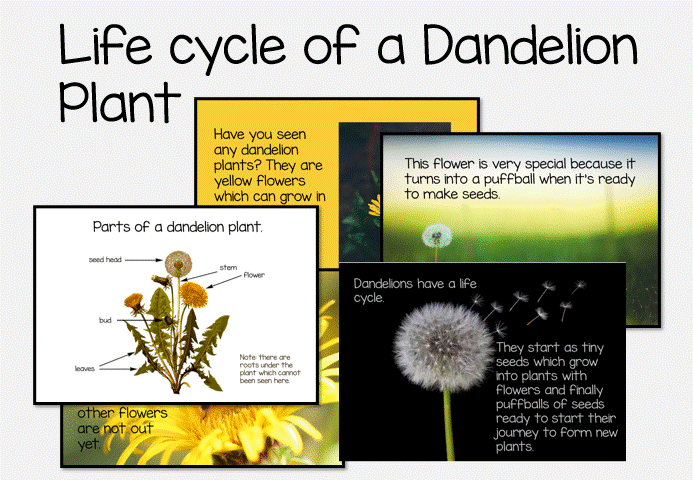 Dandelion Lifecycle KS1 | Plant Life Cycle Slides, Worksheets & Writing ...