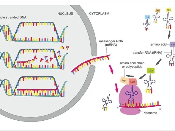 AS Level Biology - Protein Synthesis
