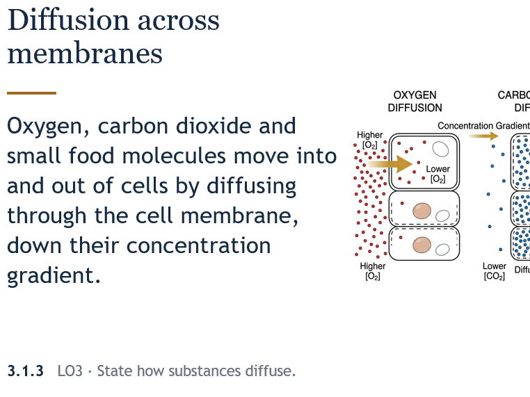 IGCSE Biology 0610 – Movement In and Out of Cells PowerPoint