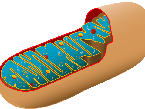 AQA A-level Biology (2016 specification). Sections 5 & 6: Folder dividers, glossary & check sheet