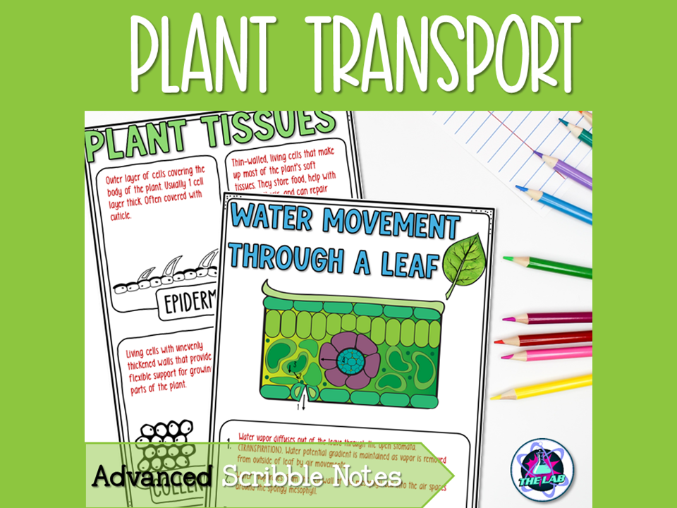 Plant Transport Notes - Advanced Scribble Notes