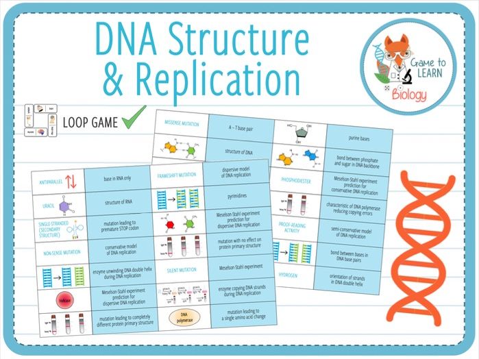 Engaging Dna Replication Activities Teaching Expertise