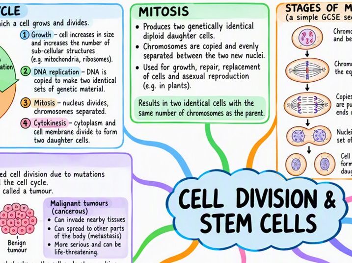 GCSE Biology Cell Division and Stem Cells Mind Map | Mitosis Revision | AQA