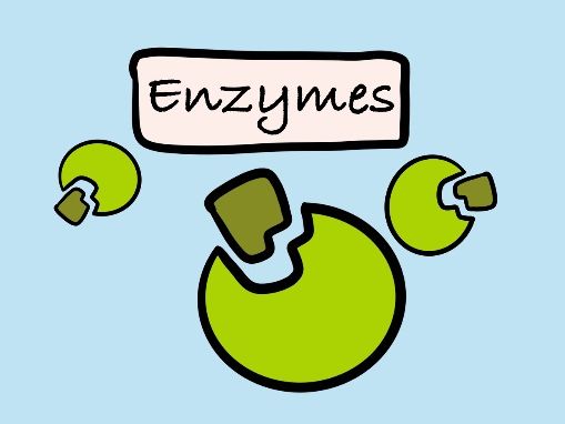 A Level Biology AQA - Enzymes