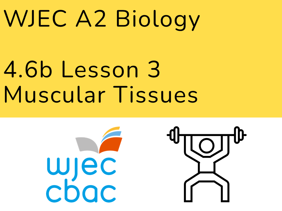 A2 Biology WJEC 4.6b L3 Muscular Tissues
