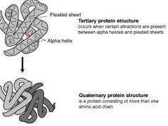 AQA 3.1.4 Proteins