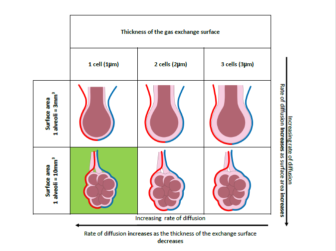 3.3.1 Surface Area:Volume Ratio - Fick's Law