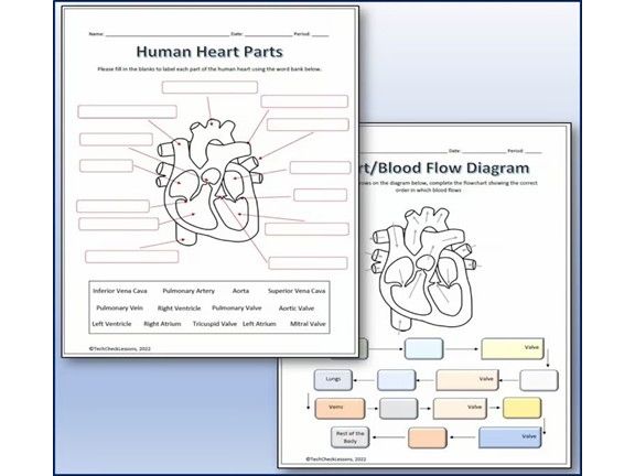 Human Heart Parts and Blood Flow Labeling Worksheets - Diagram + Vocab Quiz!