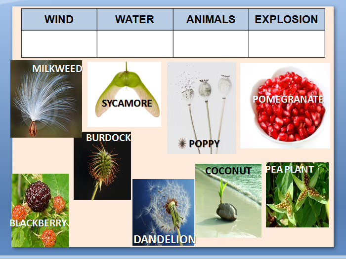 Plant Seed Dispersal