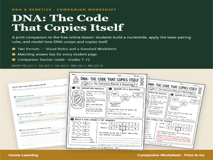 DNA Structure & Replication Companion Worksheet | Life Science Lesson