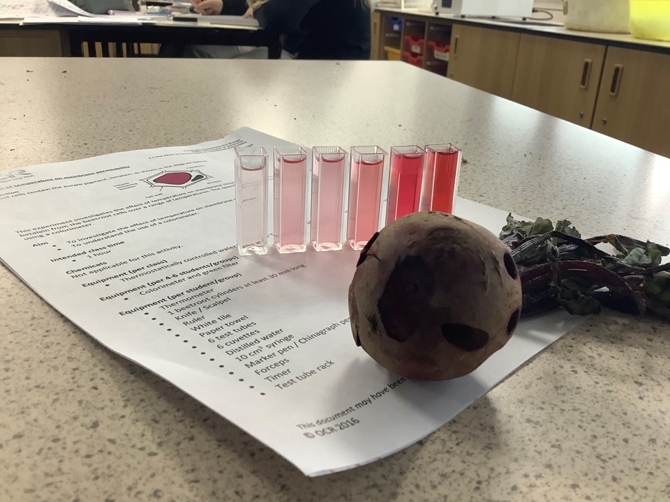Complete A-Level Biology Lesson: Membrane Permeability & Beetroot Practical (OCR PAG 5 / AQA RP4)