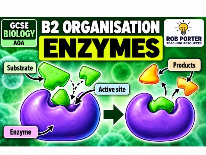 GCSE Biology Enzymes – Knowledge Organiser + 30 Questions & Answers | AQA B2 Organisation