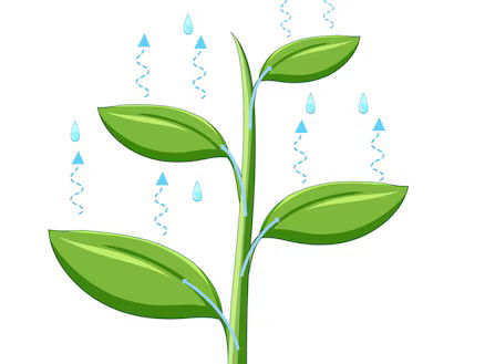 iGCSE Biology - 8.3 Transpiration