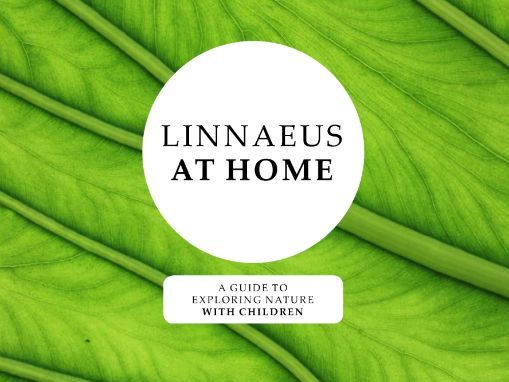 Linnaeus at Home