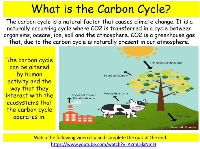 ECOSYSTEMS NEW CURRICULUM FOR WALES - KEY PROCESSES