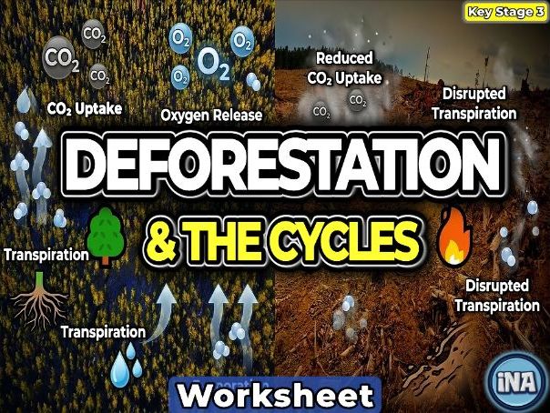 Deforestation and the Carbon and Water Cycles - KS3 Biology Worksheet