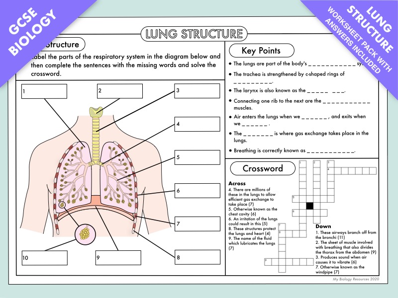 GCSE Biology: Lung Structure Worksheet Pack *UPDATED*