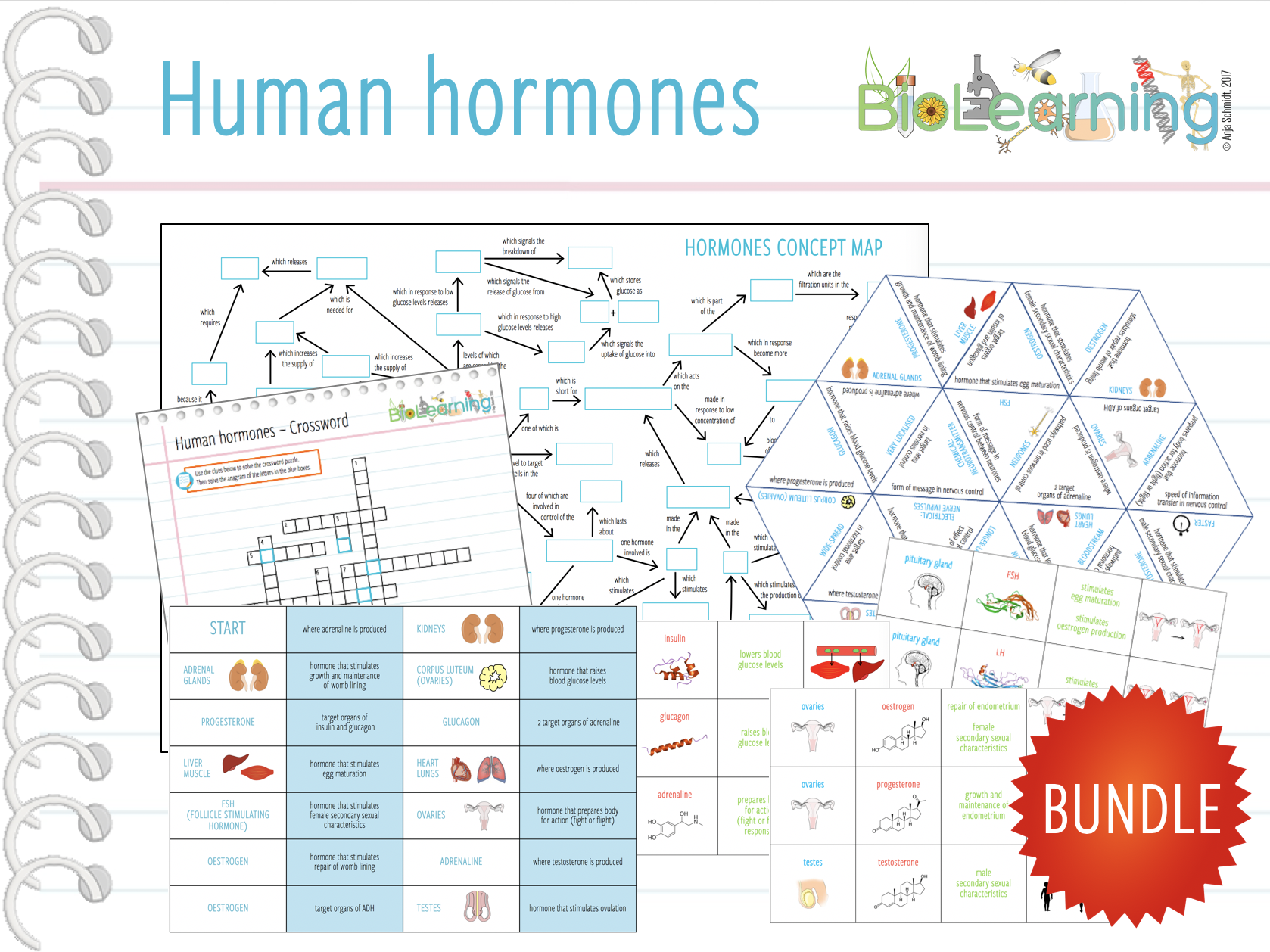 Human hormones - 6x Games and Activities (KS4/KS5) | Teaching Resources