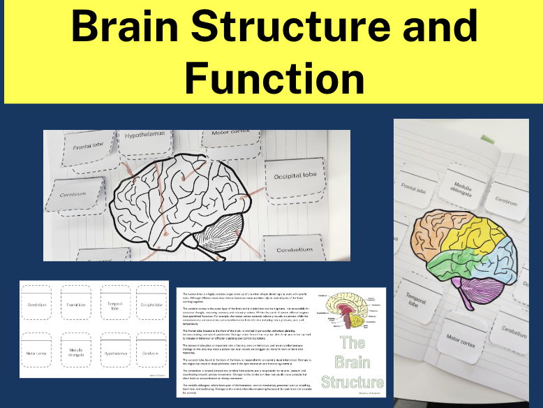 Brain Structure and Function: Lift the flap