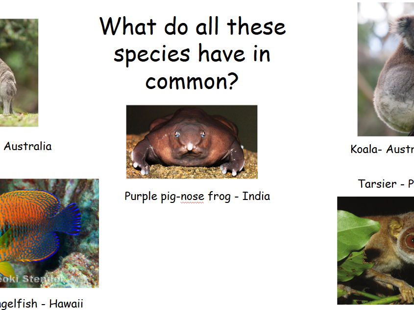Biodiversity & Endemism & Index of Diversity Calculation - A Level (Edexcel IAL Unit 2).