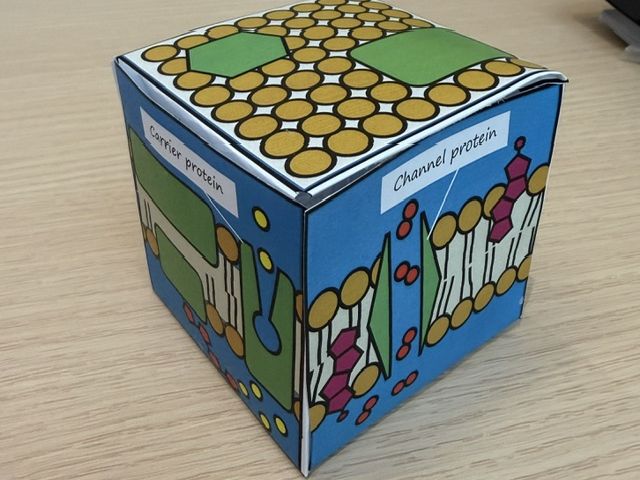 Fluid Mosaic Model 3D Cube | A Level Biology Cell Membrane Activity