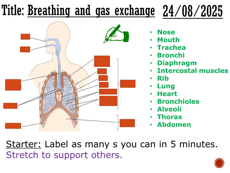 Breathing and gas exchange - complete lesson (GCSE 1-9)